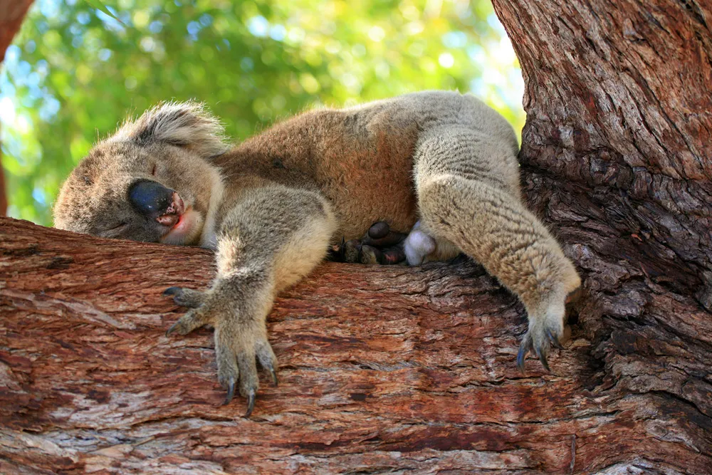 Koala à Perth, Australie | © ea-4