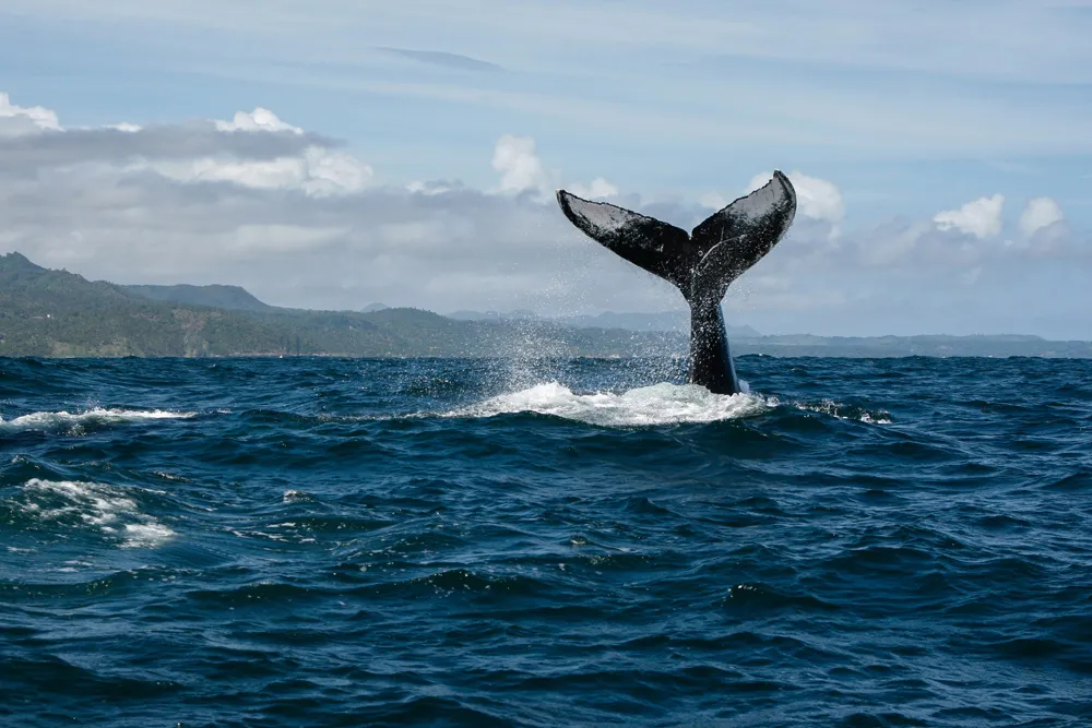 Baleine à bosse, Bahía de Samaná, République dominicaine | © Kit Korzun