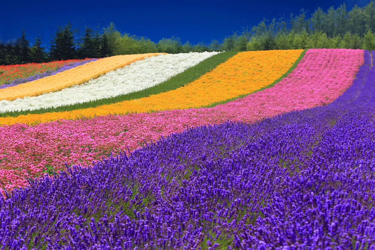 Des champs de fleur en Hokkaido, Japon, en été © iStock / mantaphoto