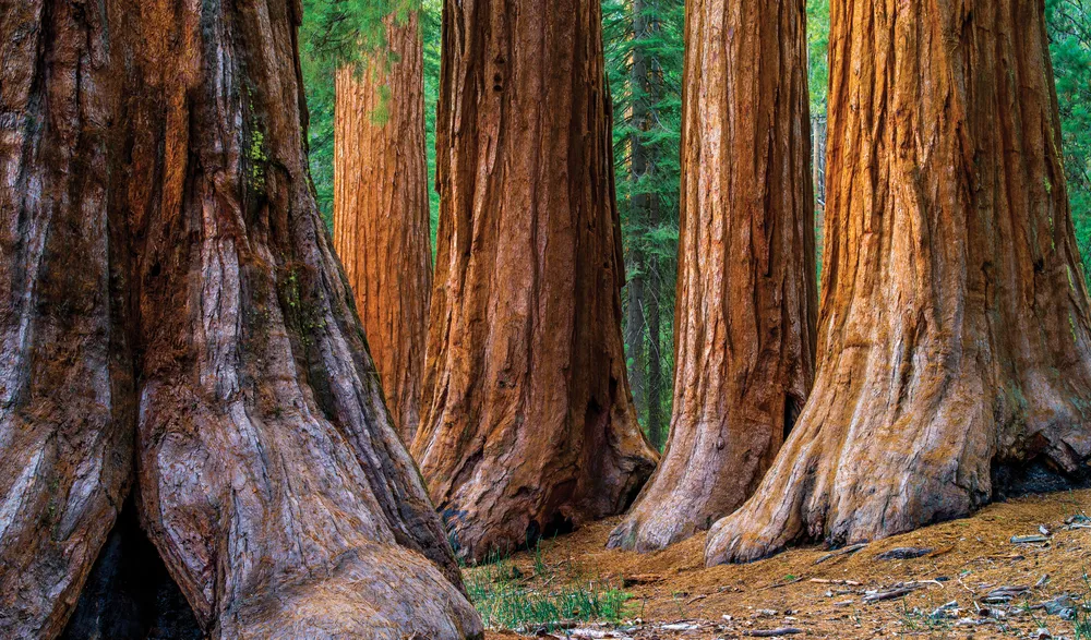 Des séquoia à feuilles d’if. ©iStockphoto.com/Scott_Walton