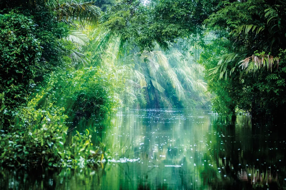 La forêt et les canaux du Parque Nacional Tortuguero.   | © Shutterstock.com/ronnybas91