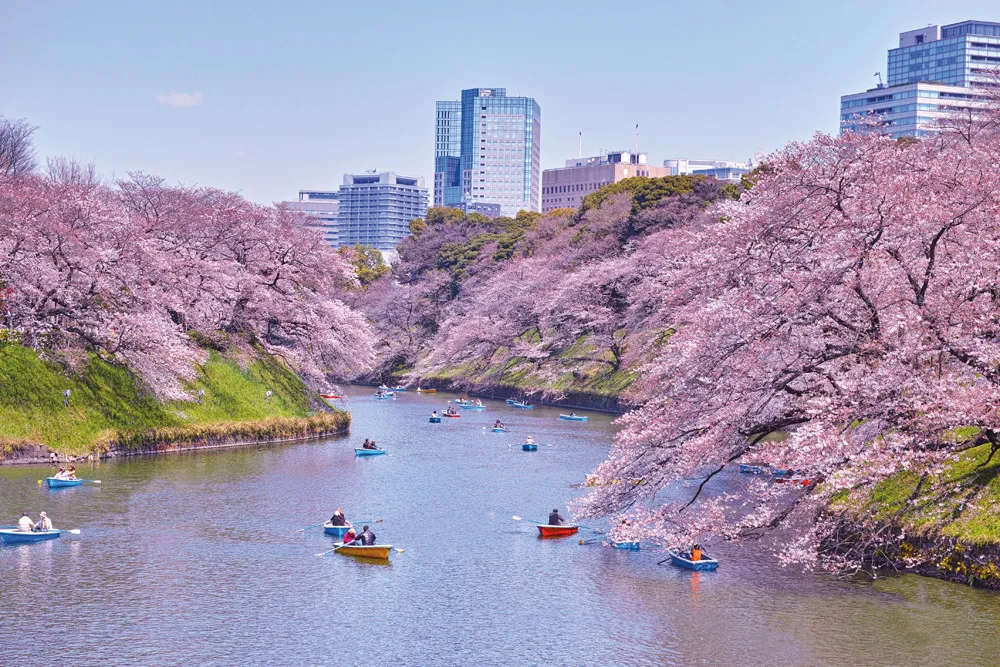 Balade dans un parc de Tokyo sous les cerisiers en fleurs. | © Shutterstock.com/7maru